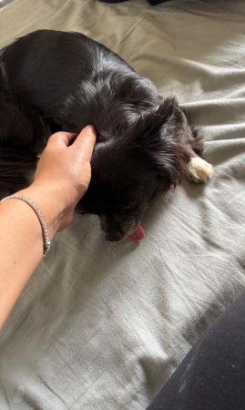 Donne chihuahua papillon 4 ans – Chien / Chiot à donner à Villeurbanne (69) (photo 3)