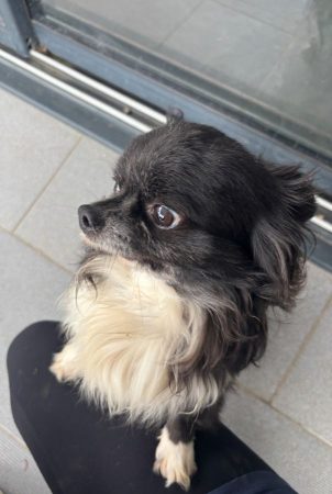 Donne chihuahua papillon 4 ans – Chien / Chiot à donner à Villeurbanne (69)