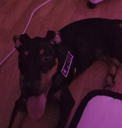 Donne chiot – Chien / Chiot à donner à Charente-Maritime