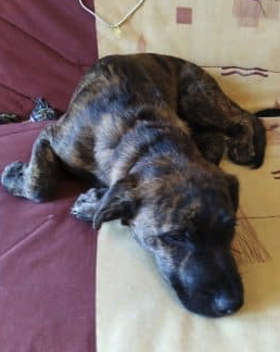 Donne chiot – Chien / Chiot à donner à Cher