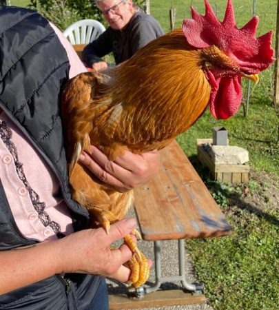 Donne coq ( neutre) sauvé de l'abattage – Ferme / Basse-cour à donner à Bex (18)