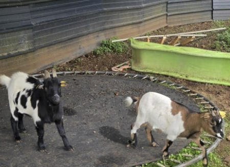 Donne couple de chèvres naine et leur bébé – Autre animal à donner à Deux-Sèvres