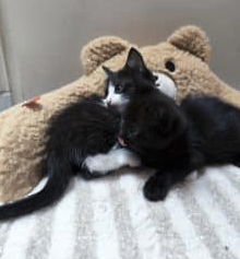 Donne deux chatons femelles – Chat / Chaton à donner à Nord (59)