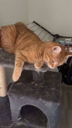 Donne deux chattes – Chat / Chaton à donner à Champigny-Sur-Marne (94) (photo 2)