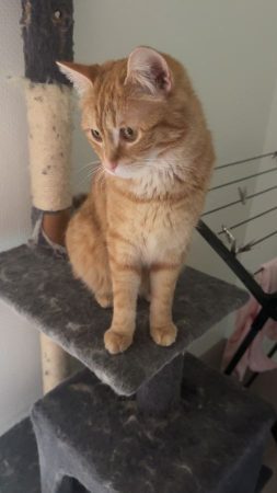 Donne deux chattes – Chat / Chaton à donner à Champigny-Sur-Marne (94) (photo 3)