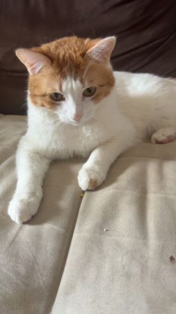 Donne deux chattes Donne deux chattes – Chat / Chaton à donner à Champigny-Sur-Marne (94)
