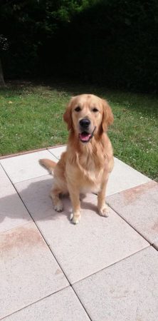 Donne Golden Retriever affectueux, 4 ans – Chien / Chiot à donner à Melun (77) (photo 2)