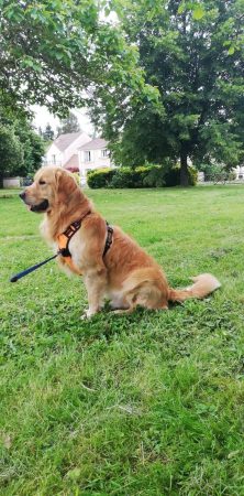 Donne Golden Retriever affectueux, 4 ans – Chien / Chiot à donner à Melun (77) (photo 3)