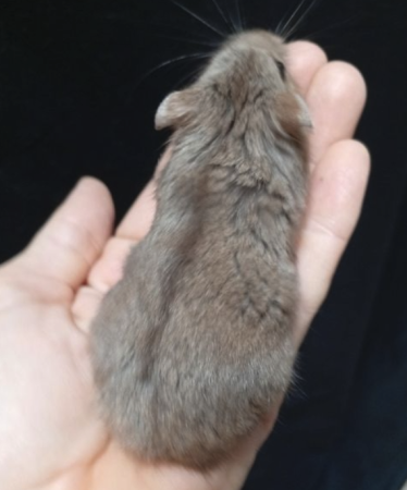 Donne Hamsters russes – Rongeur à donner à Vaucluse (84)