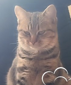 Donne jeune chat mâle 7 mois – Chat / Chaton à donner à Ille-Et-Vilaine (35)