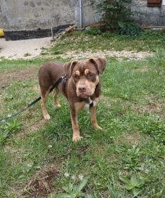 Donne jeune chienne de 7 mois – Chien / Chiot à donner à Ain