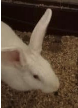 Donne lapin papillon – Lapin à donner à Corrèze