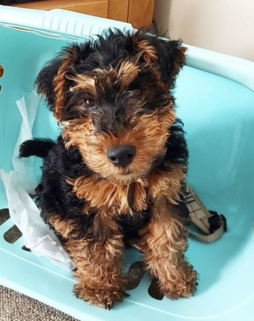 Donne magnifique chiot femelle – Chien / Chiot à adopter à Nord (59)