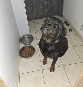 Donne rottweiller mâle de 2020 – Autre animal à vendre à Aude