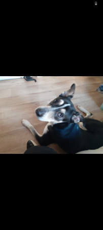 Donne Scouby, husky croisé beauceron – Chien / Chiot à donner à Guerande (44)