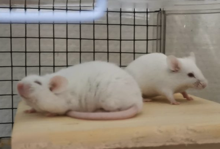 Donne souris blanches – Rongeur à donner à Rhône (69)
