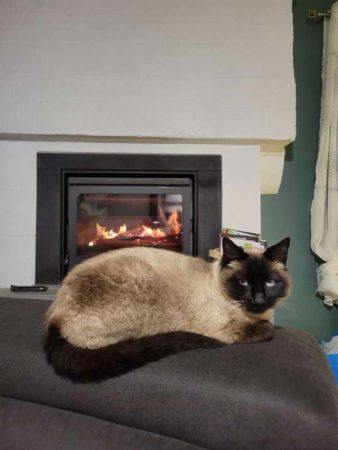 Donne une chatte de 9ans croisé siamois européennes – Chat / Chaton à donner à Saint Philbert De Bouaine (85)