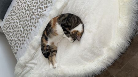 Donne Xéna 6 ans Donne Xéna 6 ans – Chat / Chaton à donner à Aix En Provence (13) (photo 2)