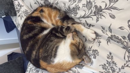Donne Xéna 6 ans – Chat / Chaton à donner à Aix En Provence (13)
