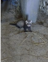 Furets putoisés et blanc – Rongeur à vendre à Sarthe (72)