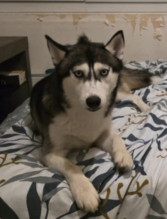 Husky femelle – Chien / Chiot à vendre à Marne