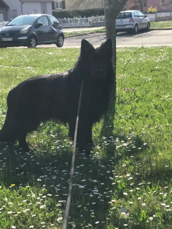 Donne chien Berger Allemand noir, recherche maison – Chien / Chiot à donner à Molsheim (67)