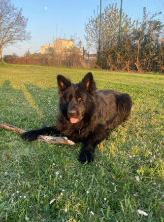 Donne chien Berger Allemand noir, recherche maison – Chien / Chiot à donner à Molsheim (67) (photo 2)