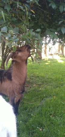 Je dois donner mon bouc de 5ans – Autre animal à donner à West-Cappel (59) (photo 2)