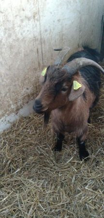 Je dois donner mon bouc de 5ans – Autre animal à donner à West-Cappel (59)