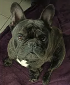 Je suis TITOU et je recherche un nouveau foyé – Chien / Chiot à donner à Vienne