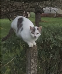 Jeune chatte à adopter gratuitement – Chat / Chaton à donner à Baillargues