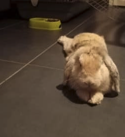 Lapin Bélier Nain – Lapin à donner à Haute-Garonne (31)