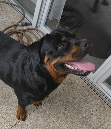 Magnifique chiot Rottweiler LOF – Né le 5 avril 2024 – 52 kg – Chien / Chiot à donner à Haute-Garonne (31)