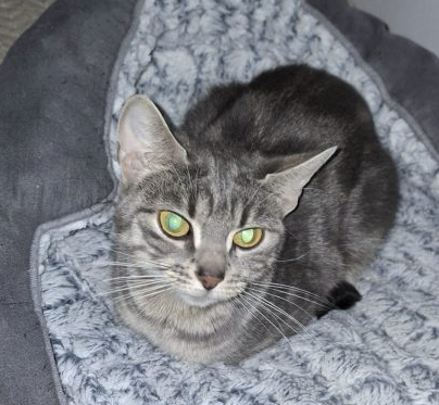 Merveilleux chaton à adopter – Chat / Chaton à donner à Paris (75)