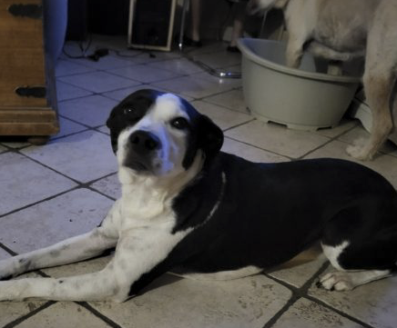 Mi Staff mi berger femelle 6 ans – Chien / Chiot à donner à Haute-Vienne