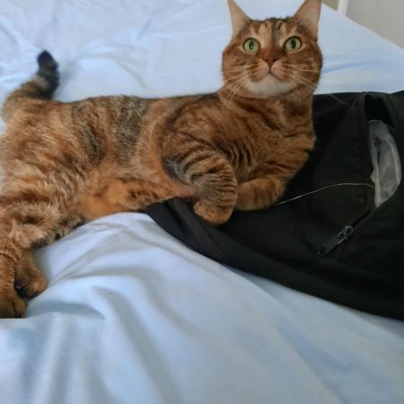 Mina - a adopter – Chat / Chaton à donner à Levallois-Perret (92)