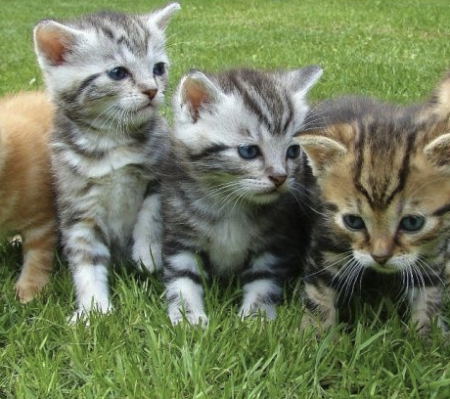 Recherche chaton mâle ou femelle – Chat / Chaton à donner à Gironde (33)