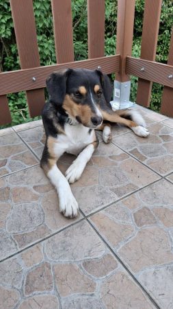 Replacage de Murphy – Chien / Chiot à donner à Saint Joseph De Rivière (38)