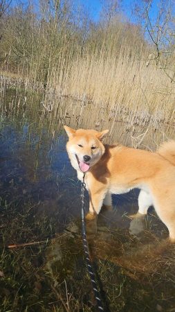Shiba 10 mois – Chien / Chiot à vendre à Escaudain (59) (photo 2)