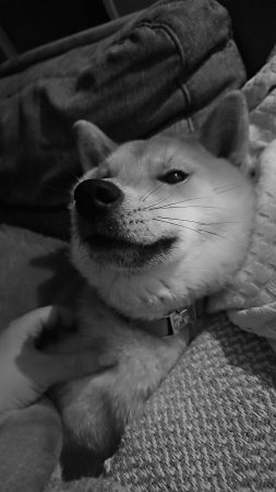 Shiba 10 mois – Chien / Chiot à vendre à Escaudain (59) (photo 3)