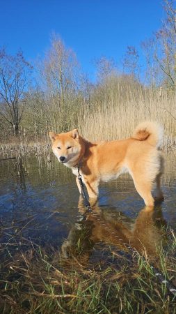 Shiba 10 mois – Chien / Chiot à vendre à Escaudain (59)