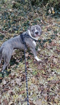 Staff petit dog – Chien / Chiot à donner à Asnieres-Sur-Seine (92) (photo 3)