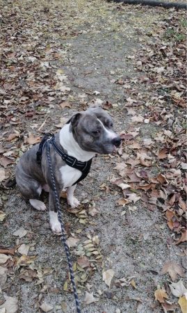 Staff petit dog – Chien / Chiot à donner à Asnieres-Sur-Seine (92)
