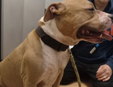 Staffordshire terrier américain 5 ans – Autre animal à donner à La Queue-En-Brie