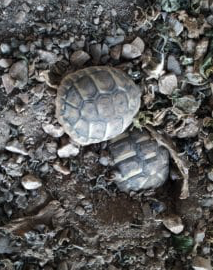 Tortue juvenile – Reptile à vendre à Istres
