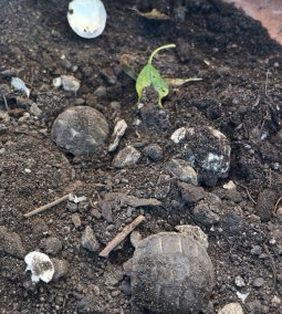 Tortues terre juveniles – Reptile à vendre
