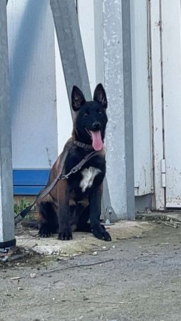 Vend berger belge malinois – Chien / Chiot à vendre à Toulouse (31) (photo 2)
