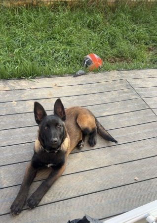 Vend berger belge malinois – Chien / Chiot à vendre à Toulouse (31)