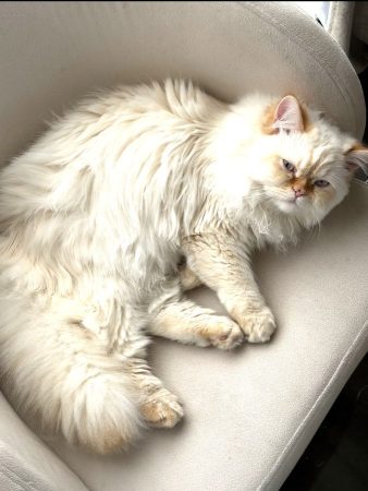 Vendre un chat Vendre un chat – Chat / Chaton à vendre à Verneuil-L'étang (77) (photo 2)