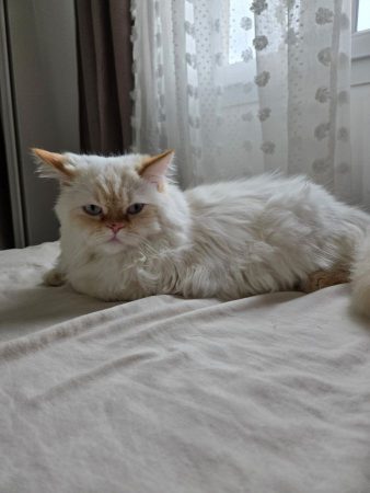 Vendre un chat – Chat / Chaton à vendre à Verneuil-L'étang (77)